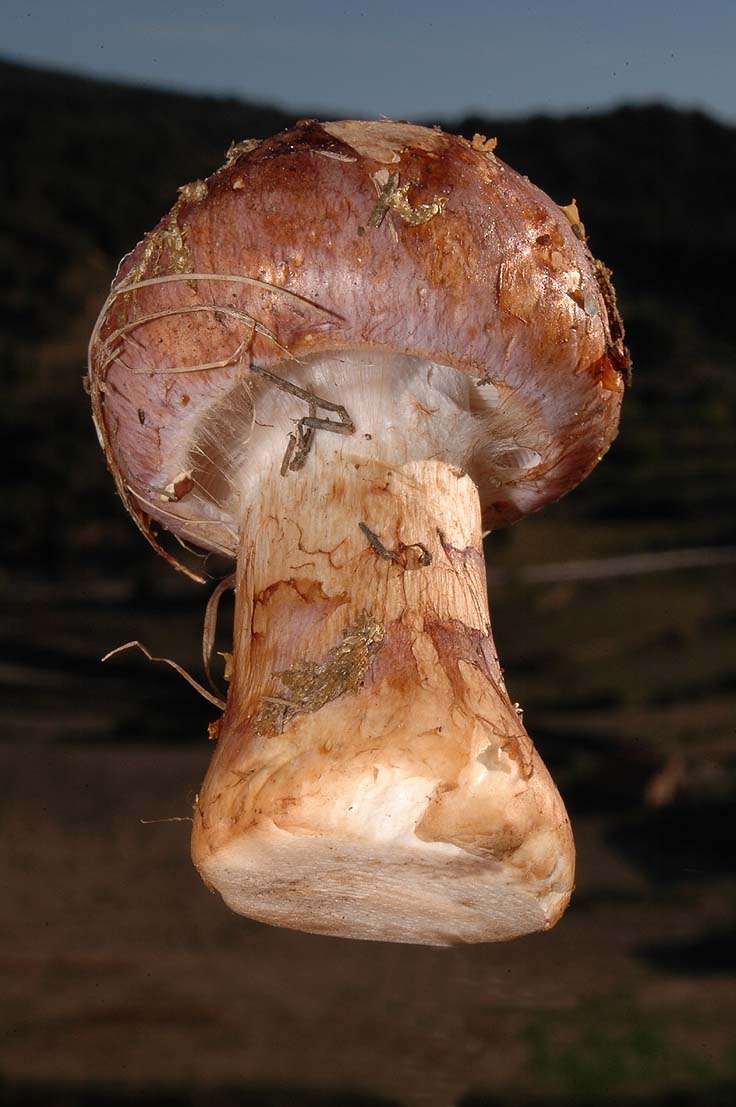 Cortinarius balteatocumatilis